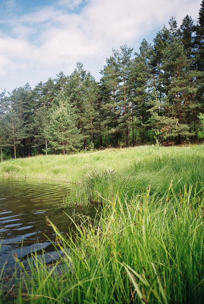 Пруд Басины раньше был частью лесного фальварка