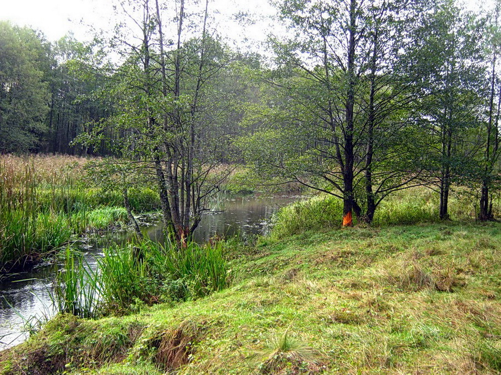 Исса - лесная река, протекающая на границе двух районов, Барановичского и Слонимского