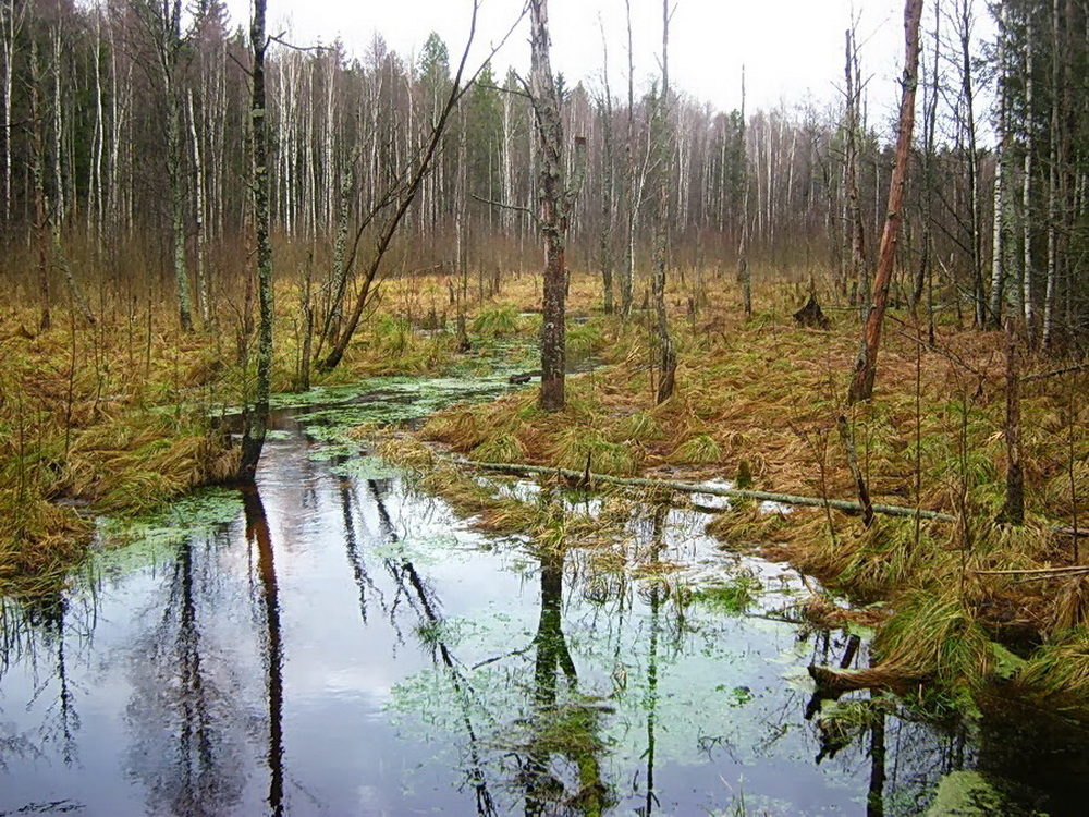 Лесные речушки с быстрым течением - типичное место обитания краснокнижной форели ручьевой