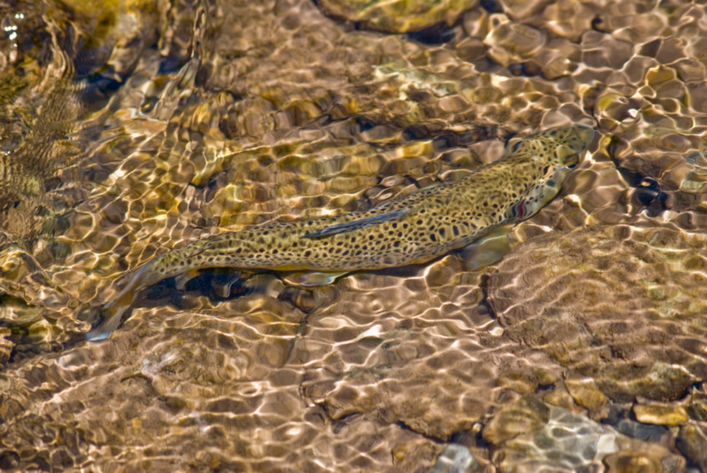 Форель ручьевая (Salmo trutta trutta morpha) занесена в Красную книгу Республики Беларусь