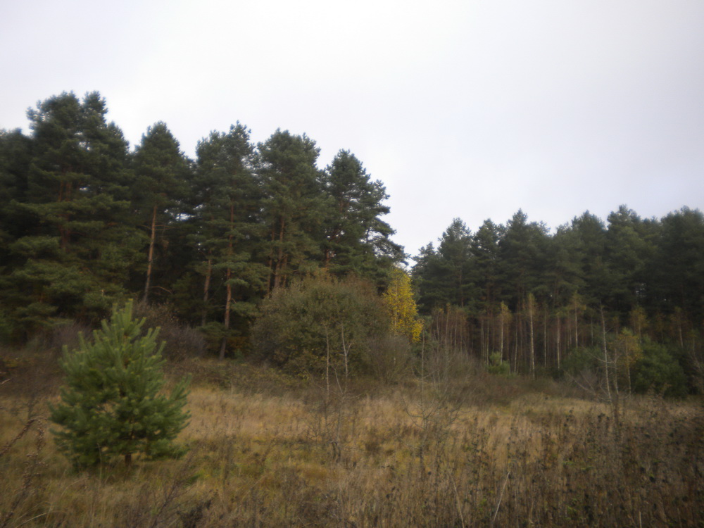 Окрестности деревни Ясенец Барановичского района